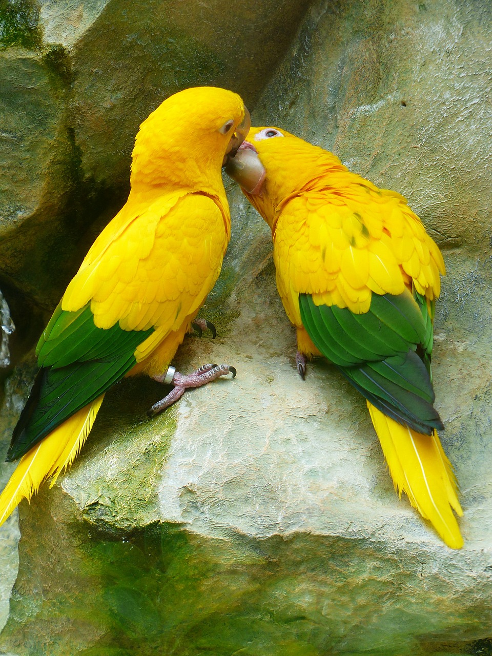 Image - gold parakeets kiss love