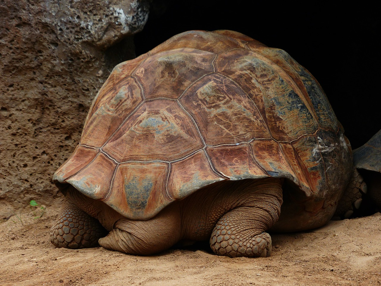 Image - turtle panzer tail feet
