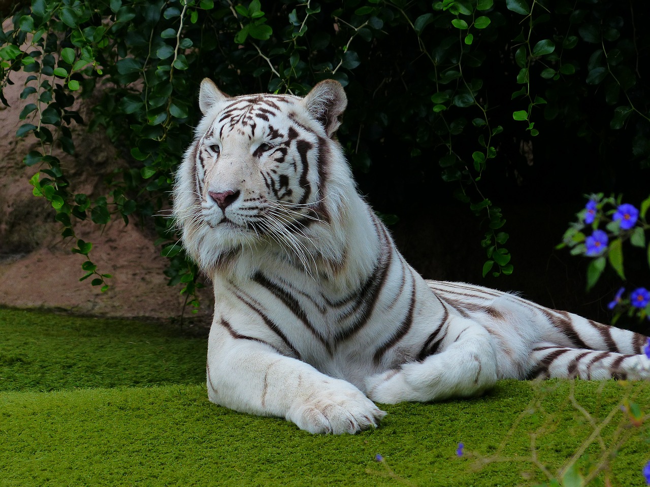 Image - white bengal tiger tiger rest