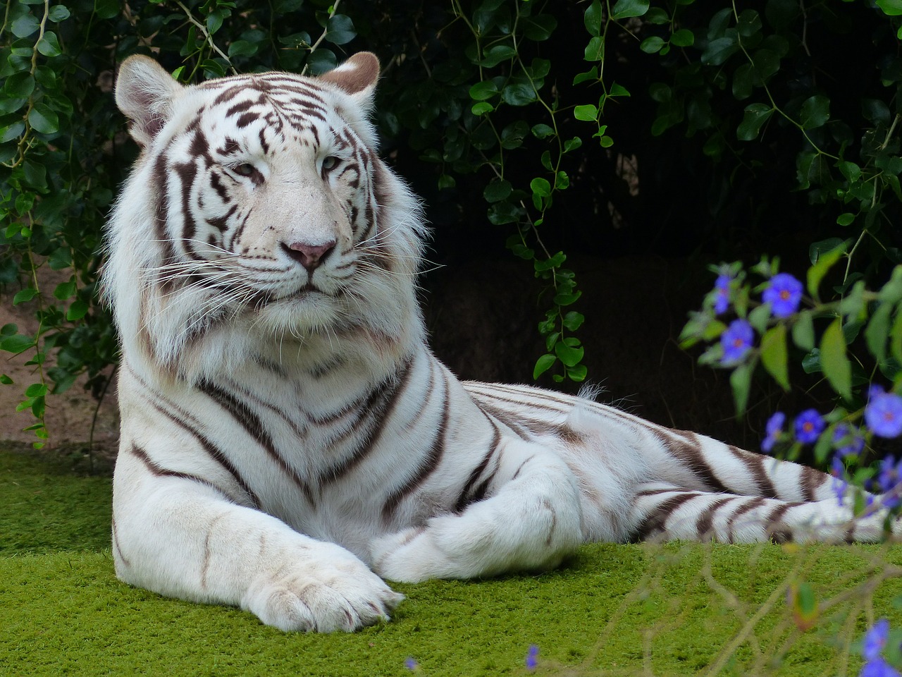 Image - white bengal tiger tiger predator