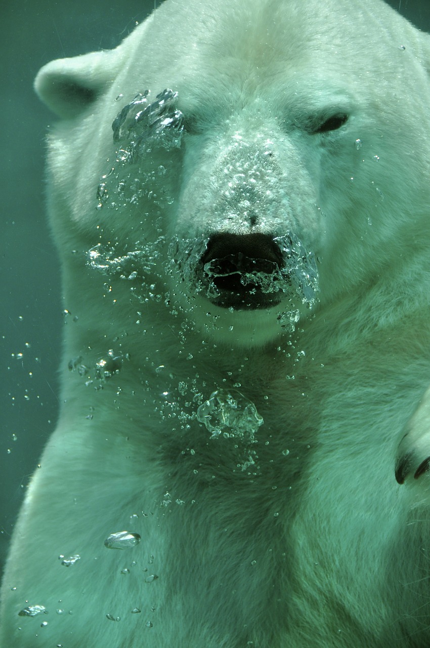 Image - polar bear bear arctic animal