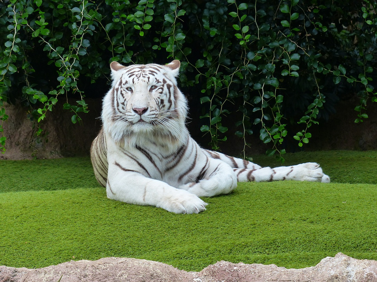 Image - white bengal tiger tiger rest