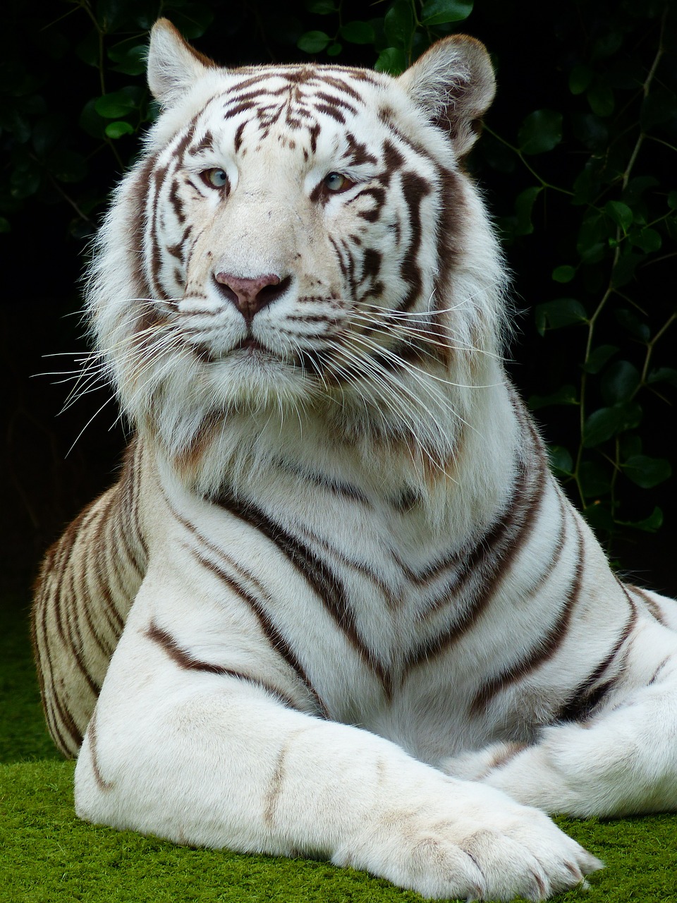 Image - tiger face portrait majestic
