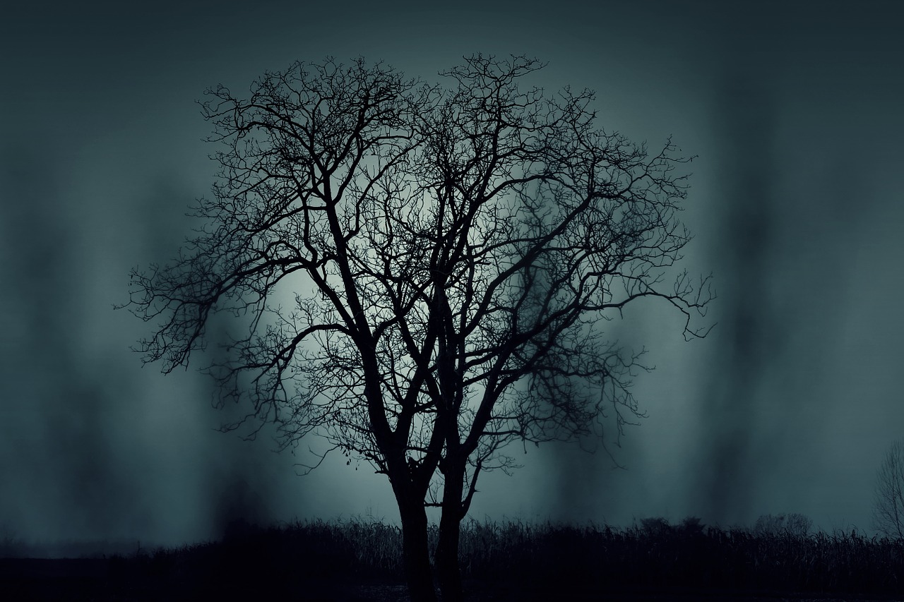 Image - tree silhouette mysterious