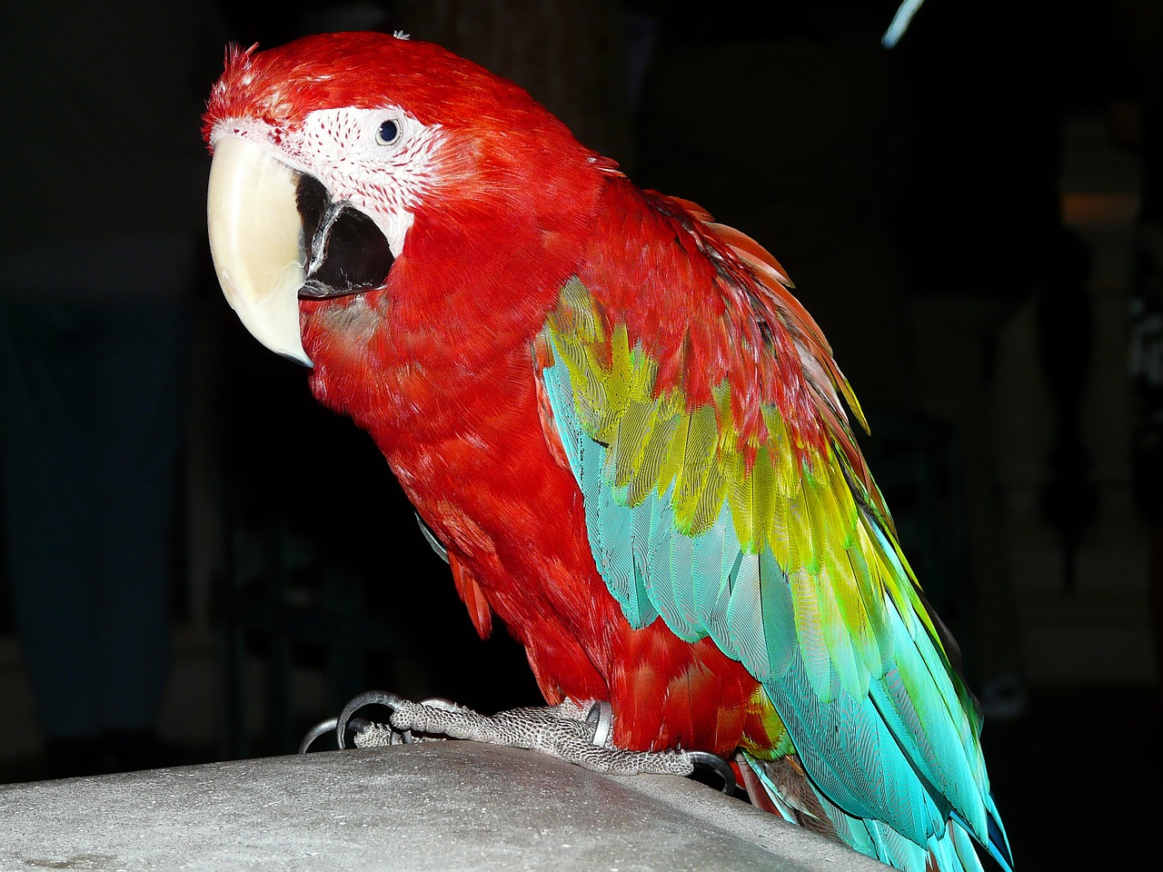 Image - parrot bird animal colorful