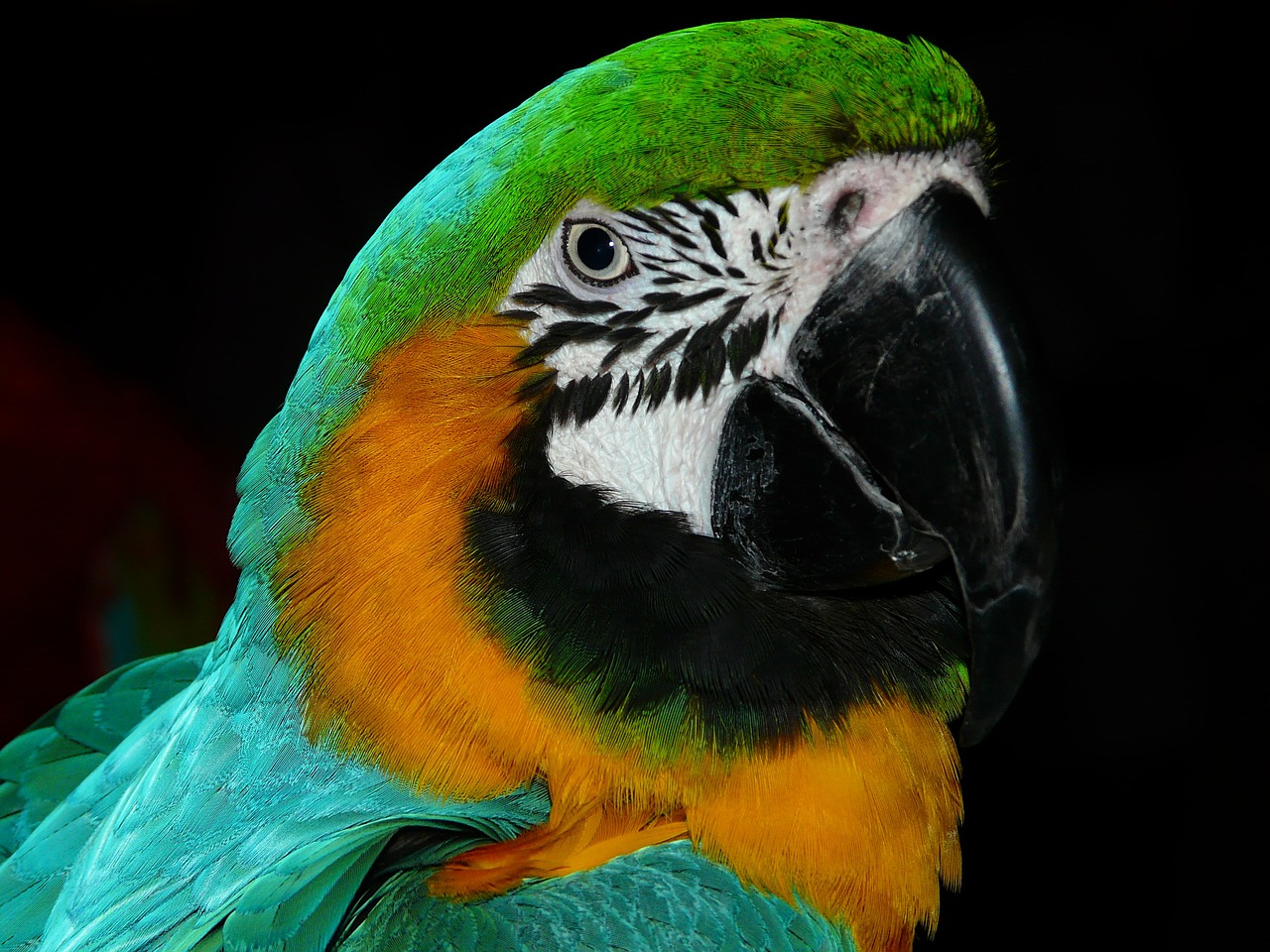 Image - parrot bird animal colorful