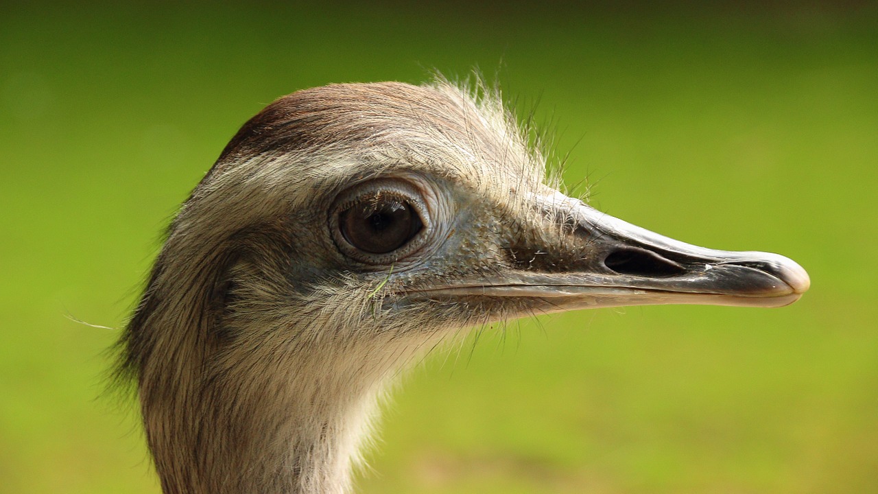 Image - rhea bird head big bird