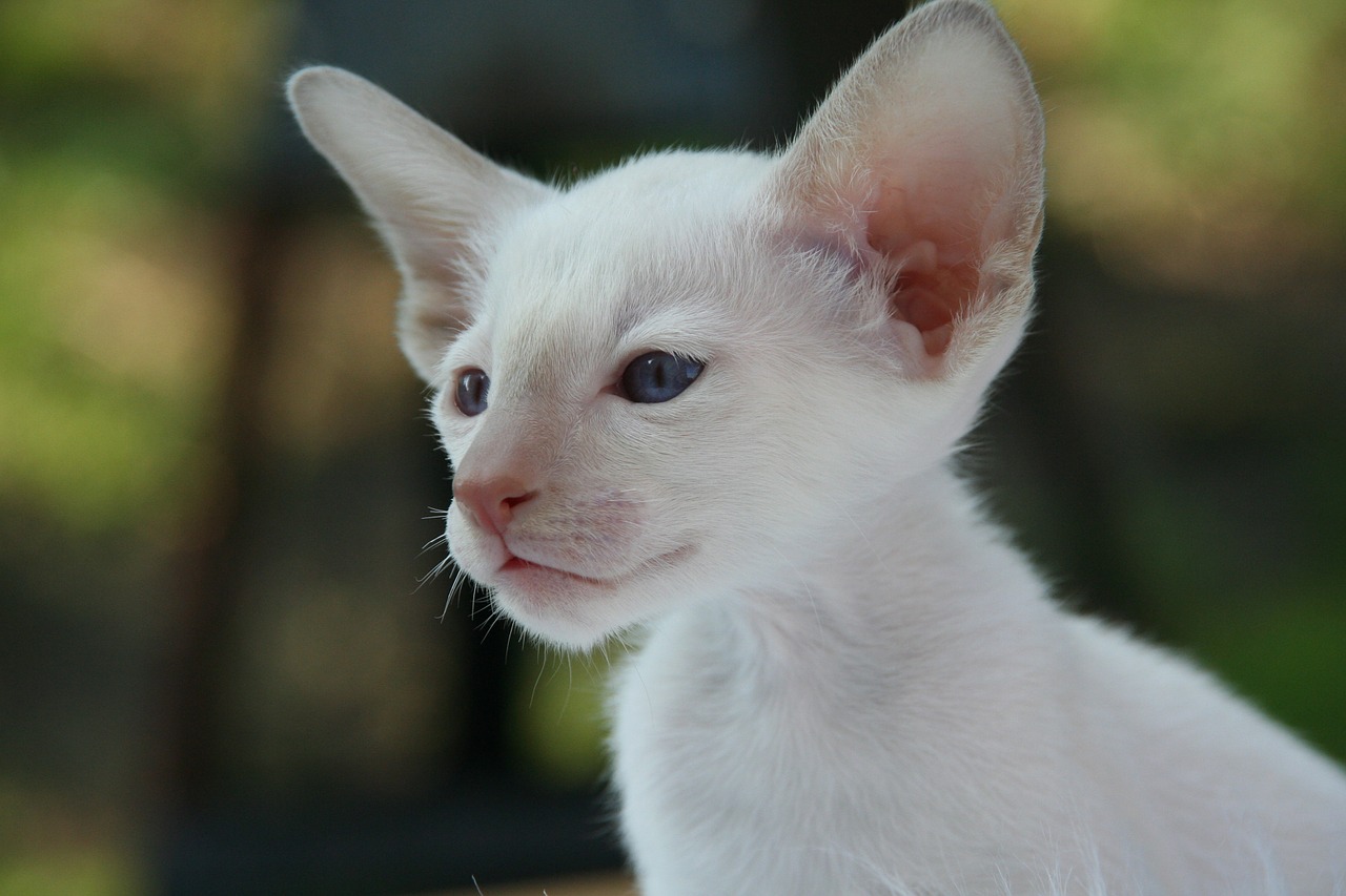 Image - siamese cat cat kitten cat baby