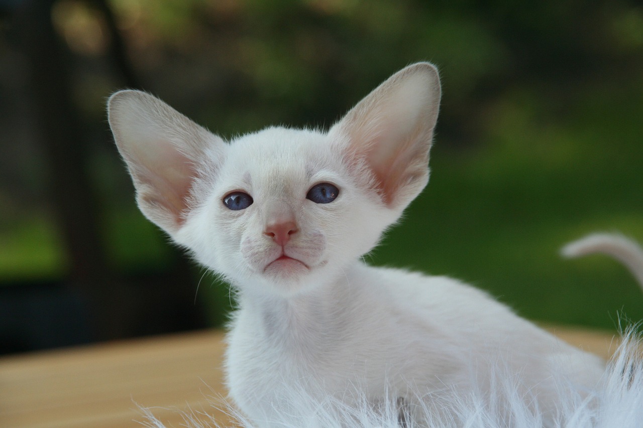 Image - cat kitten siamese cat cat baby