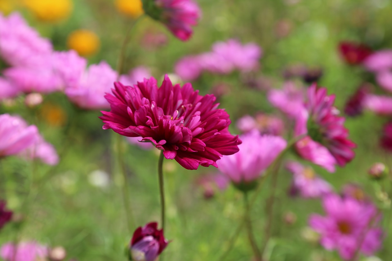 Image - flower flower meadow summer flowers