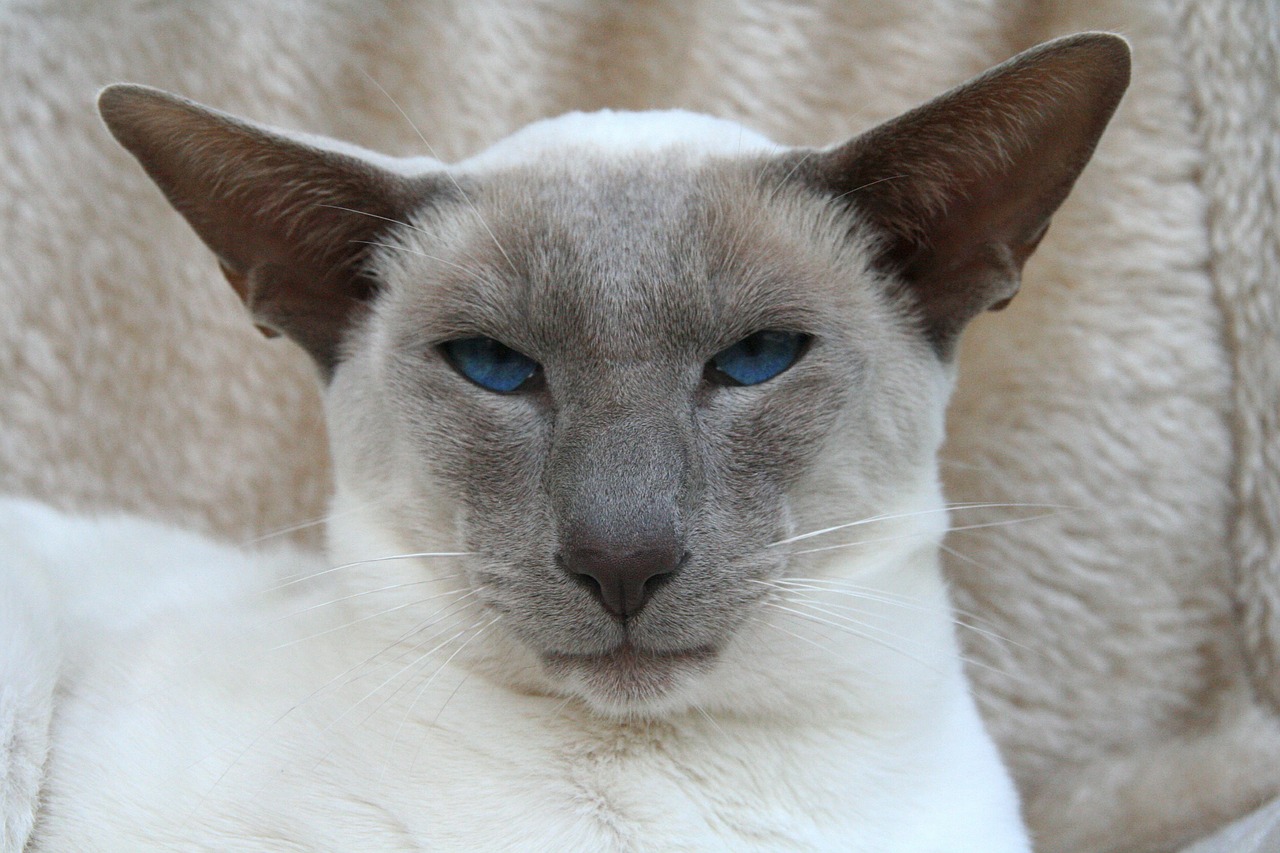 Image - siamese cat cat blue eye kitten