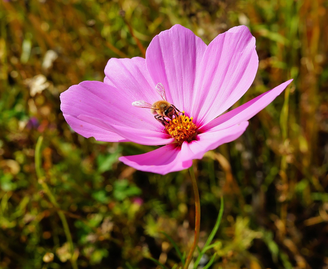 Image - flower blossom bloom close pink