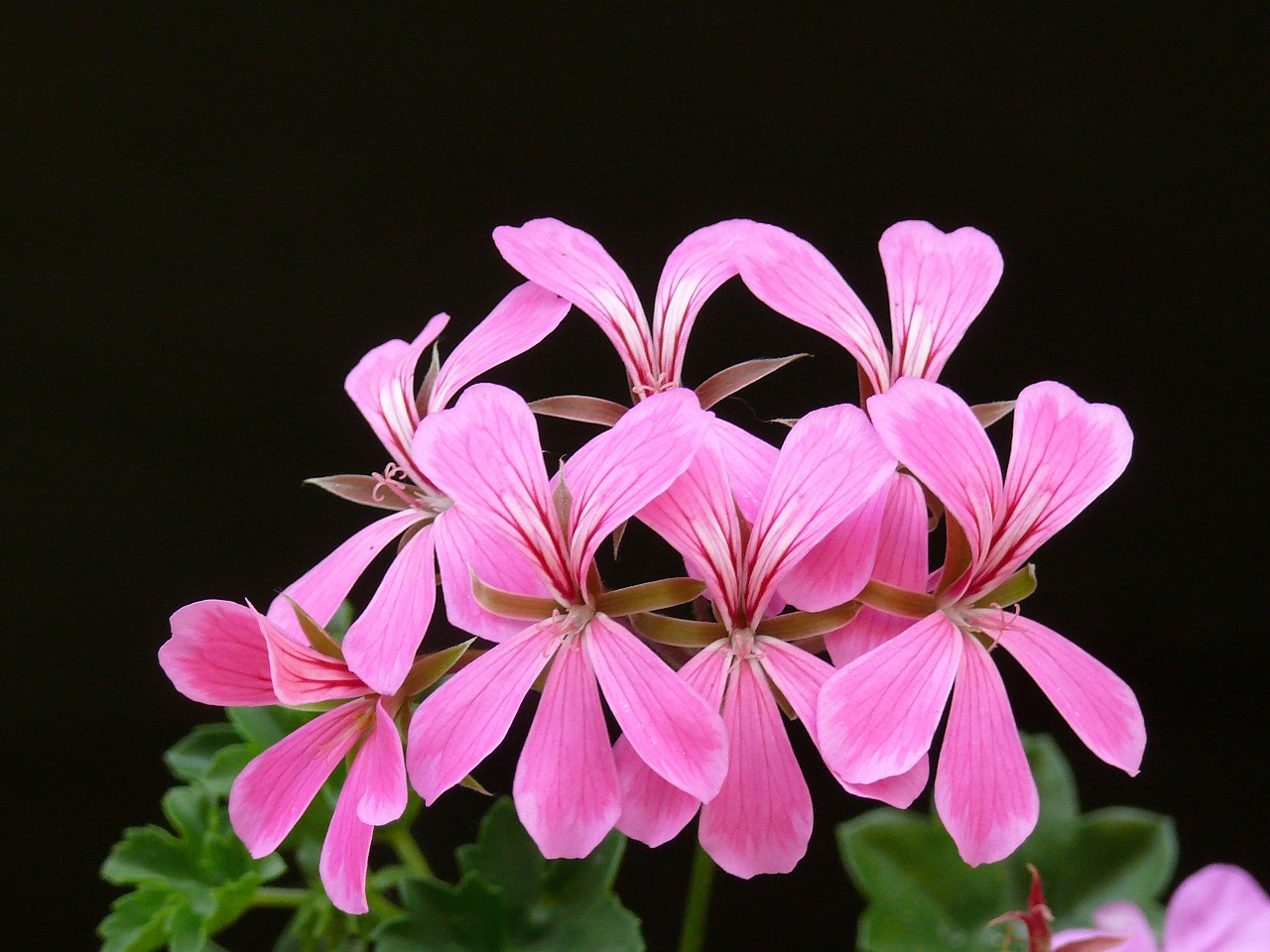 Image - pelargonium bloom flower floral