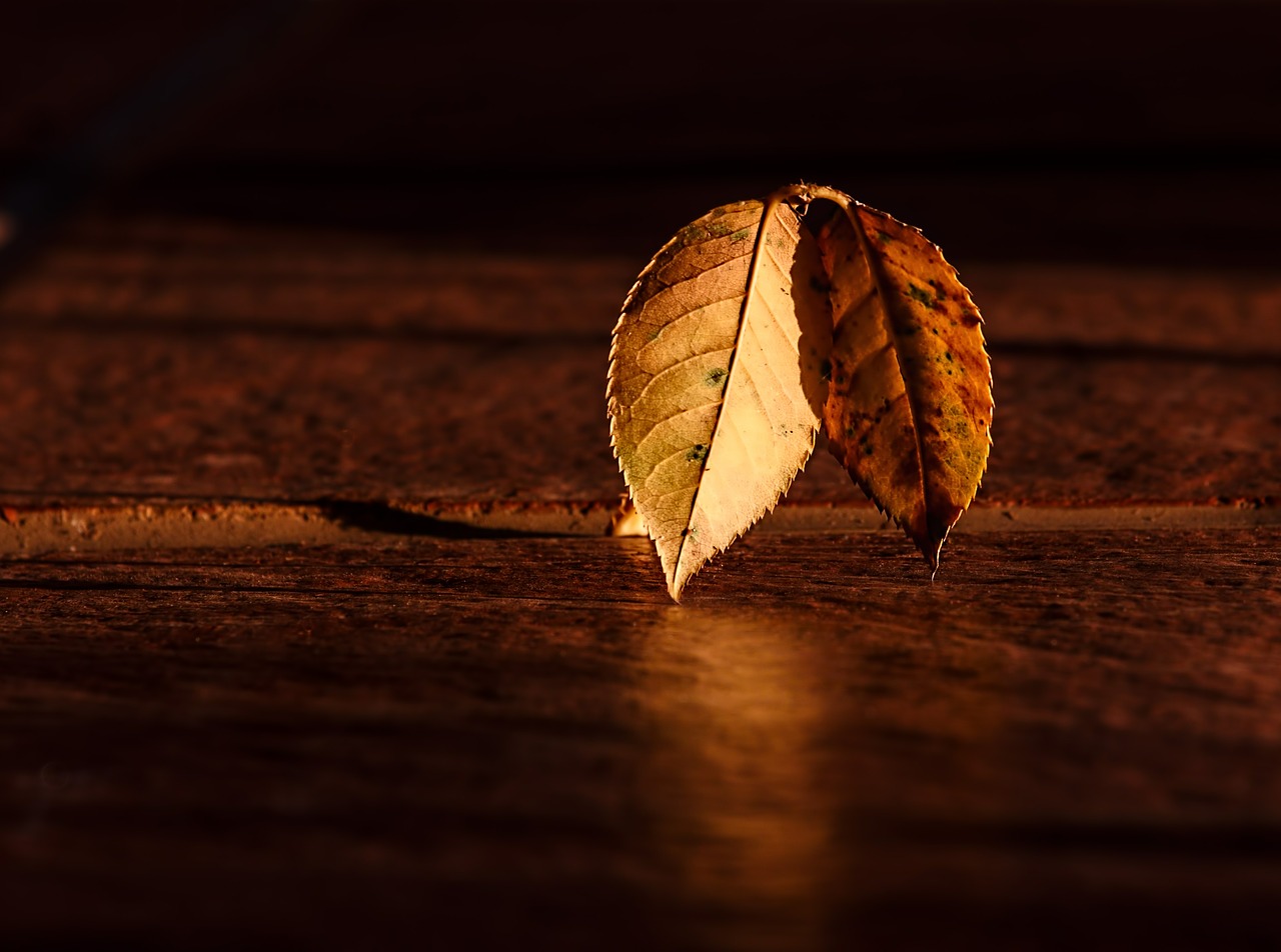 Image - leaf autumn dawn golden hour