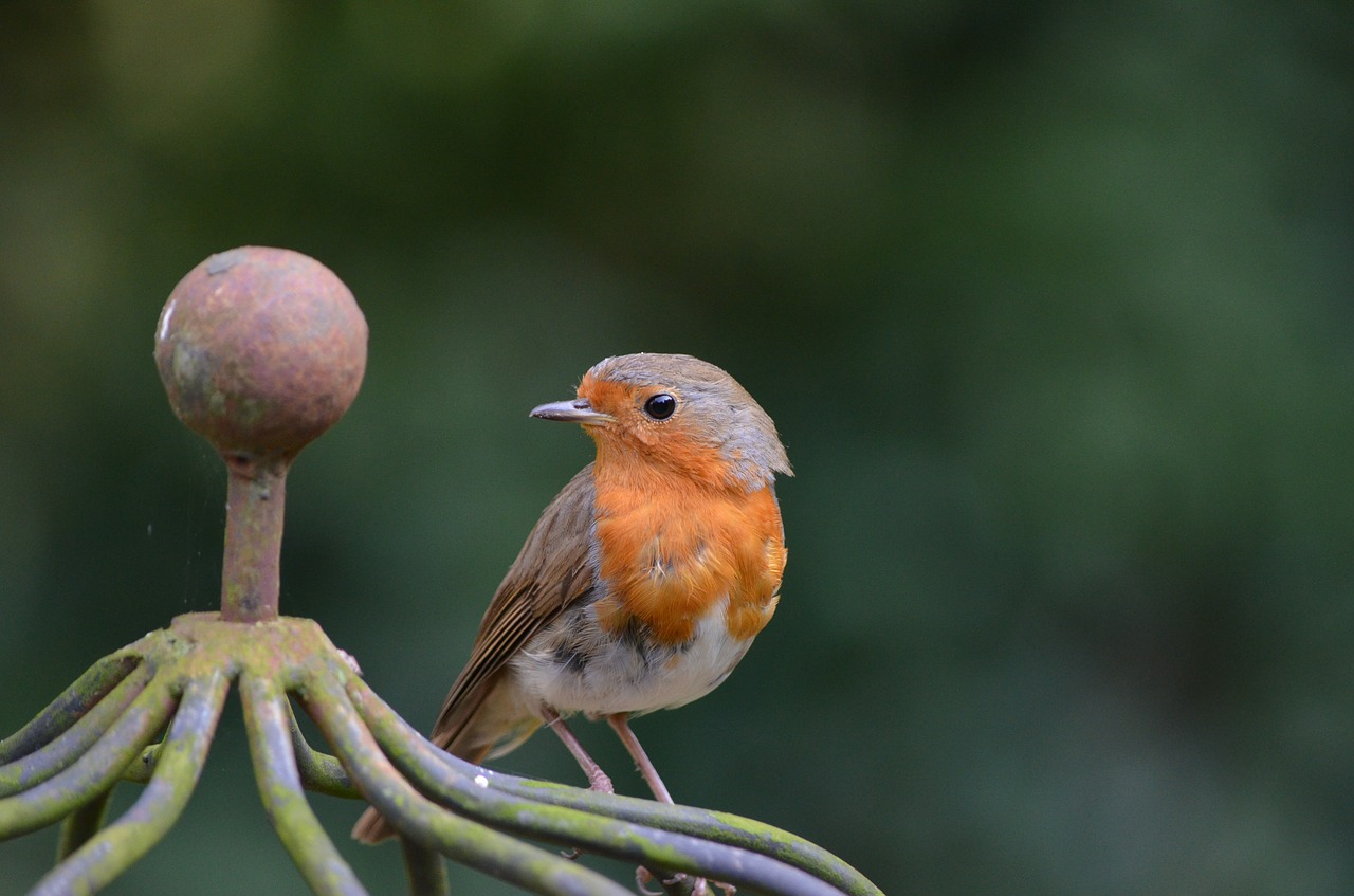 Image - robin bird erithacus rubecula