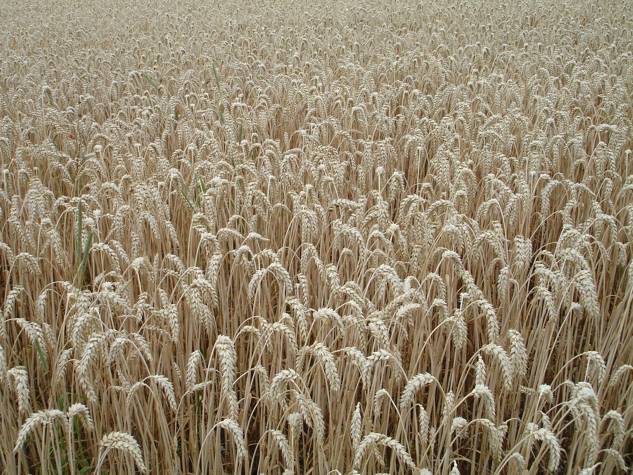 Image - ear wheat cereals grain field