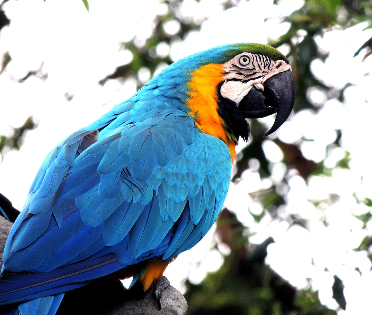 Image - macaw parrot bird pet wildlife