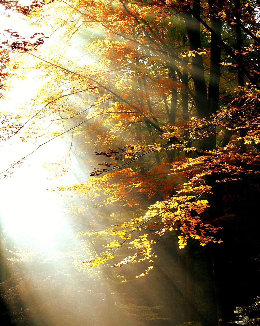 Image - forest light autumn trees leaves