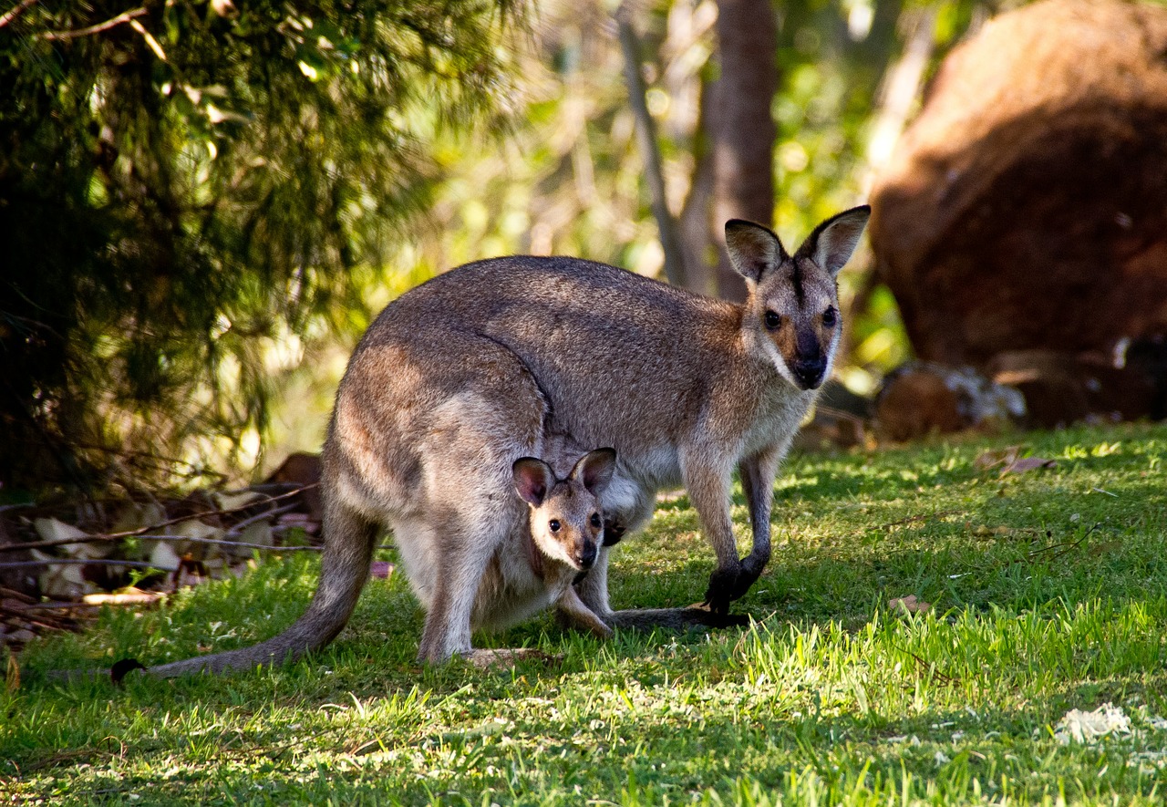 Image - wallabies kangaroo rednecked wallaby