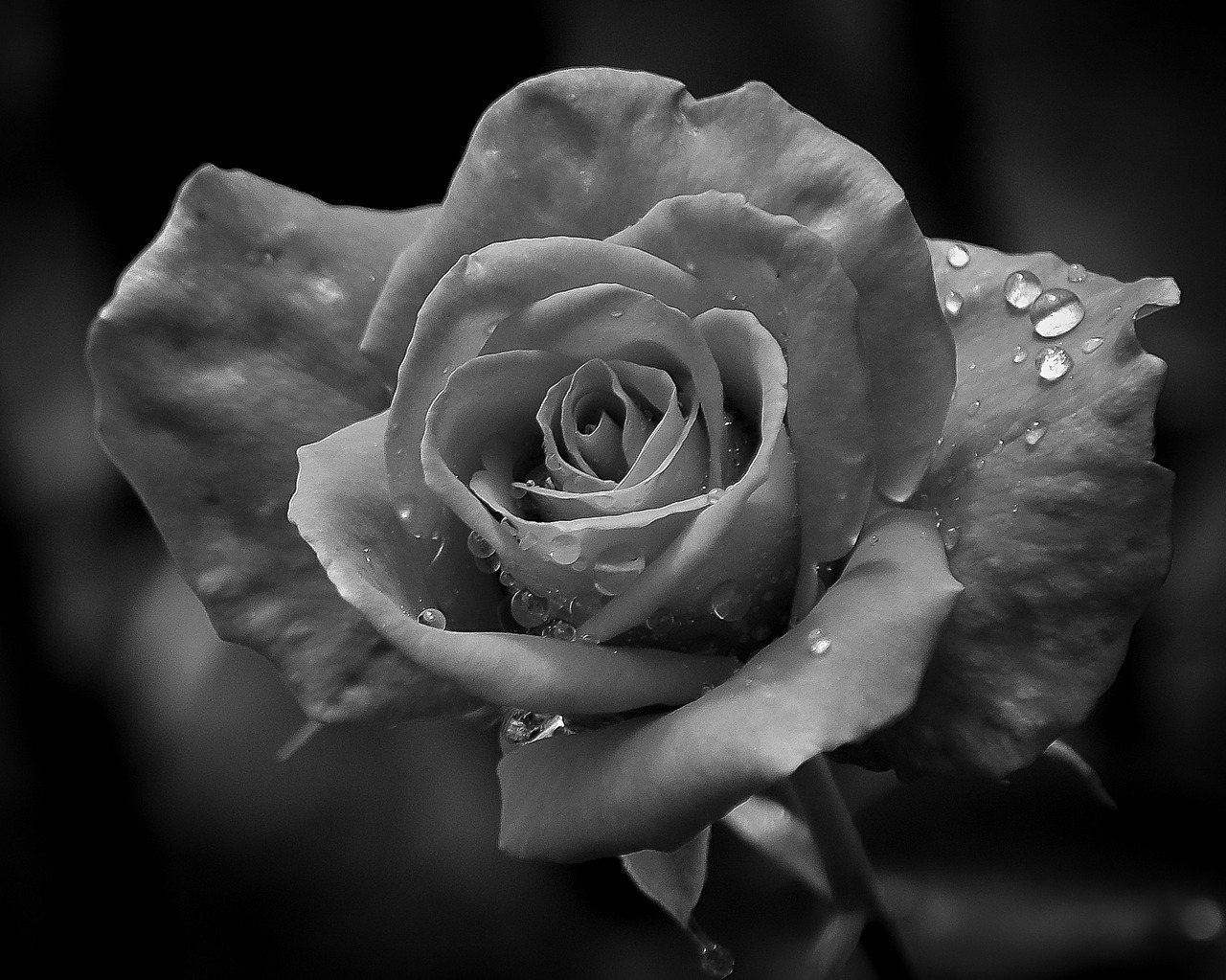 Image - rose raindrops black white flower