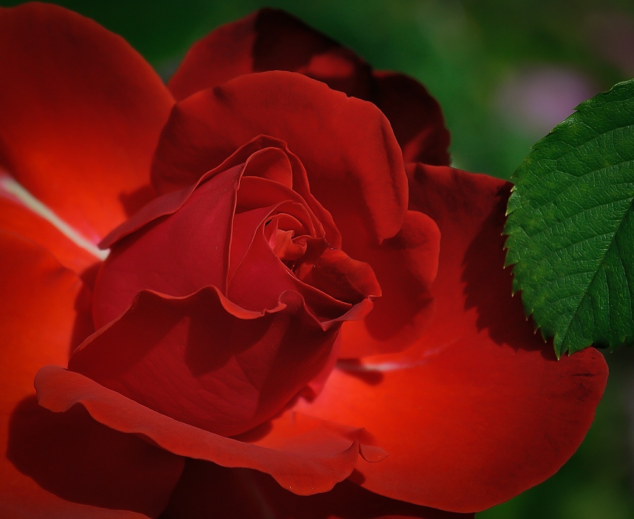 Image - rose red flower beauty romantic