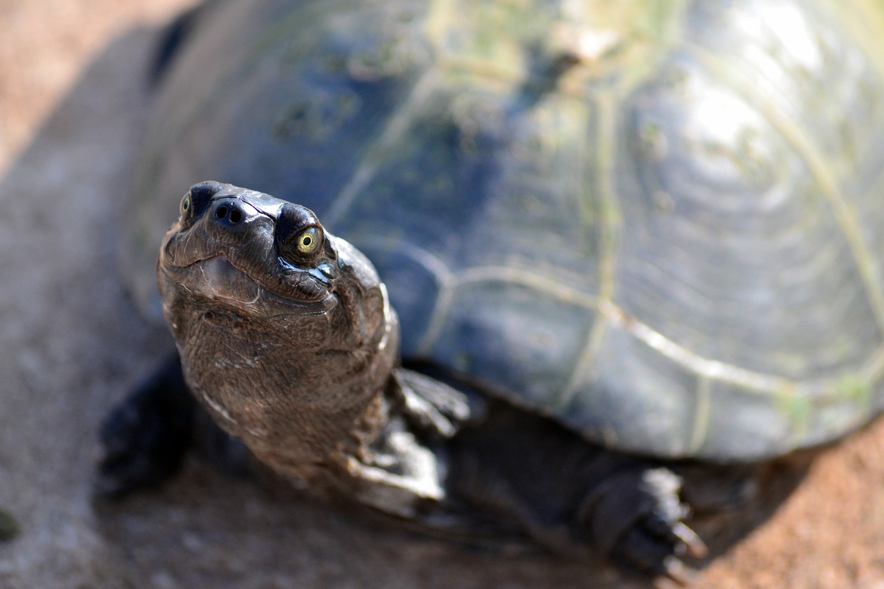 Image - terrapin turtle zurtoise wildlife