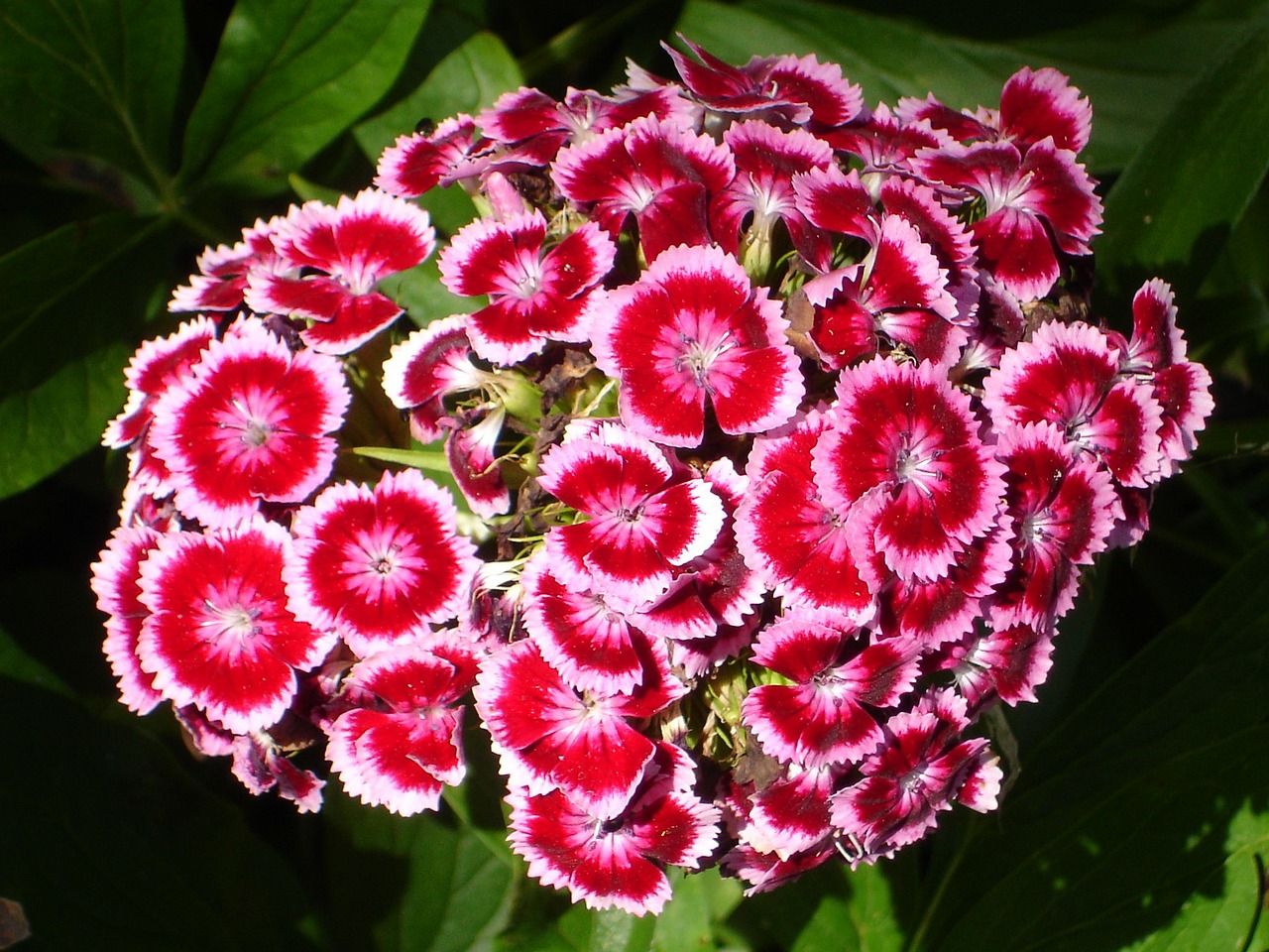 Image - sweet william carnation blossom