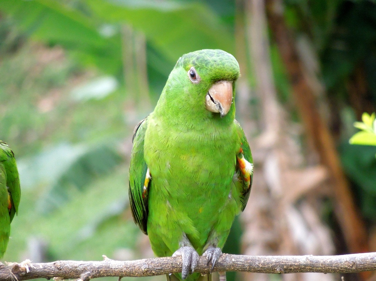 Image - laurel maritaca parrot bird