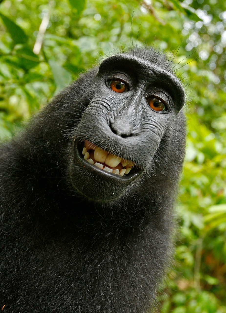 Image - selfie monkey self portrait