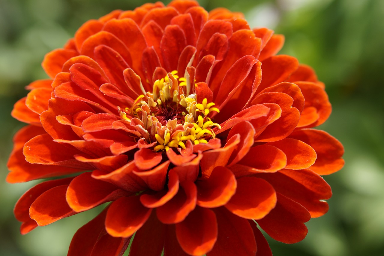 Image - zinnia blossom bloom flower orange