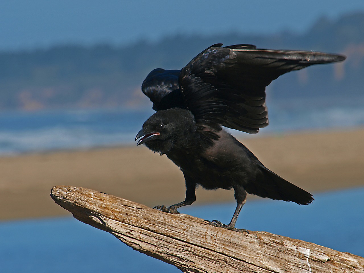 Image - bird crow black animal raven