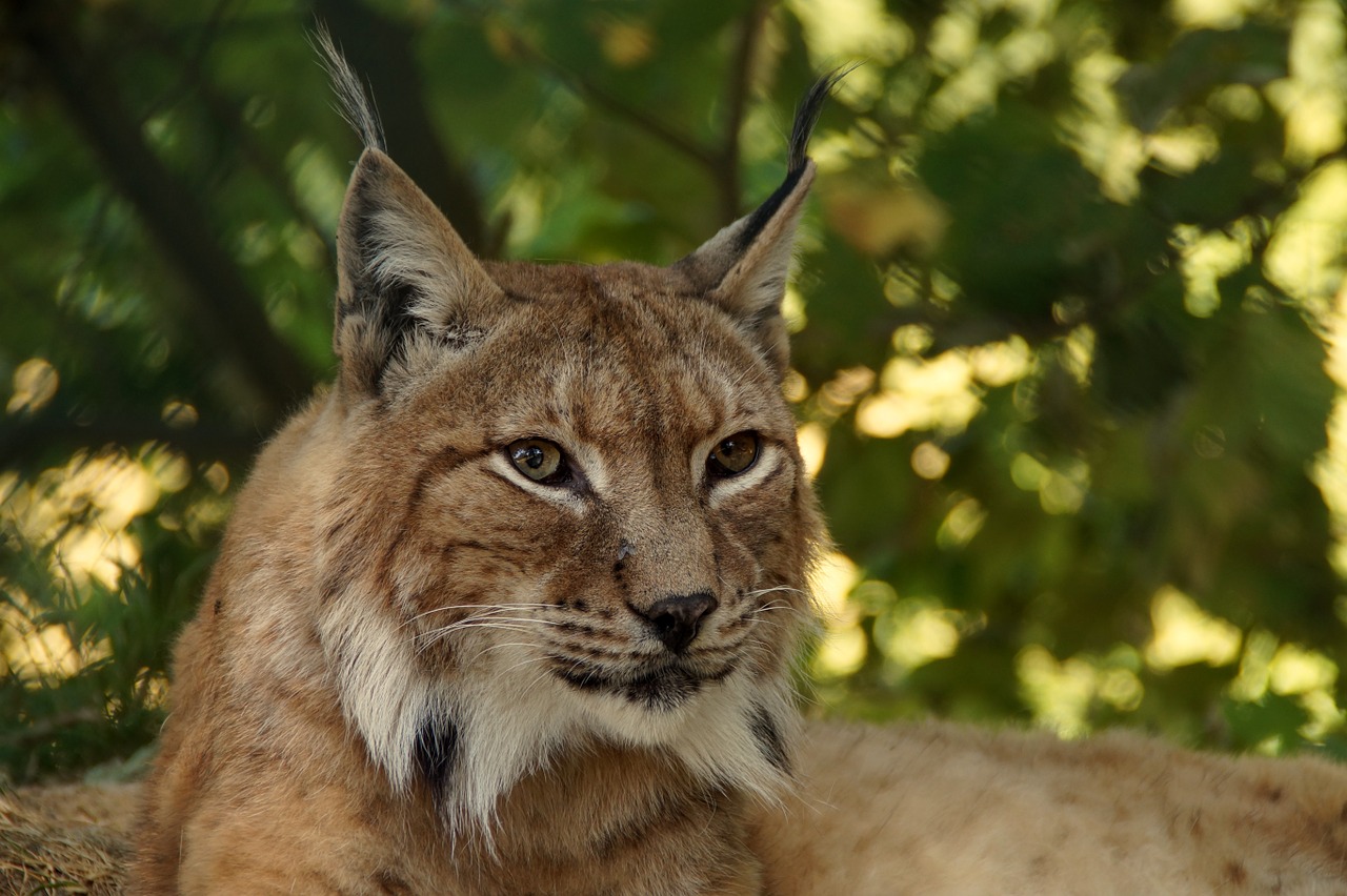 Image - lynx animal cat wildcat lynx lynx