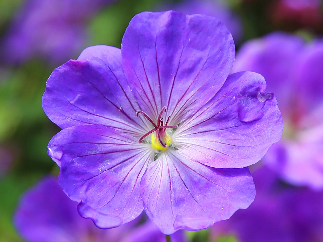 Image - cranesbill flower blossom blue