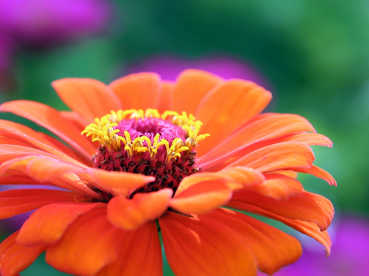 Image - gerbera flower blossom bloom plant