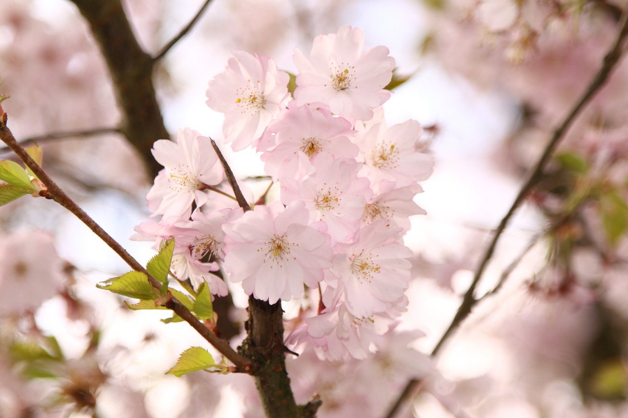 Image - ornamental cherry flowers pink tree