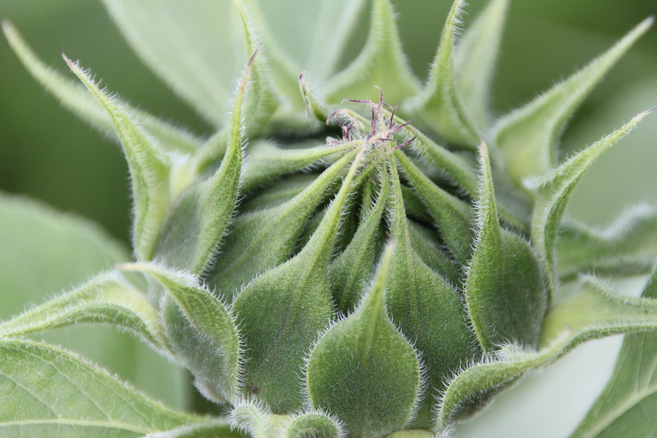 Image - bud sun flower flower green plant