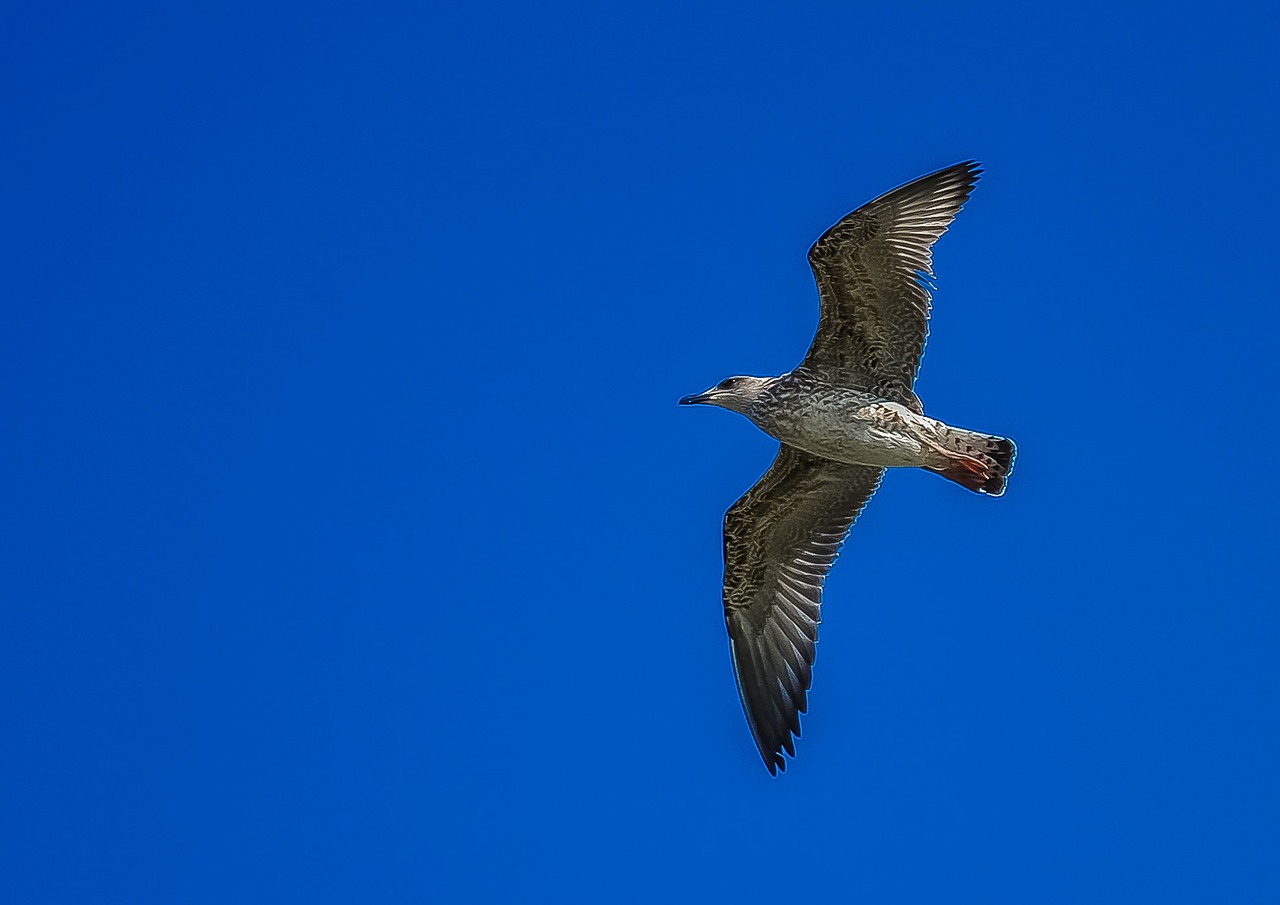 Image - seagull sky fly bird nature blue