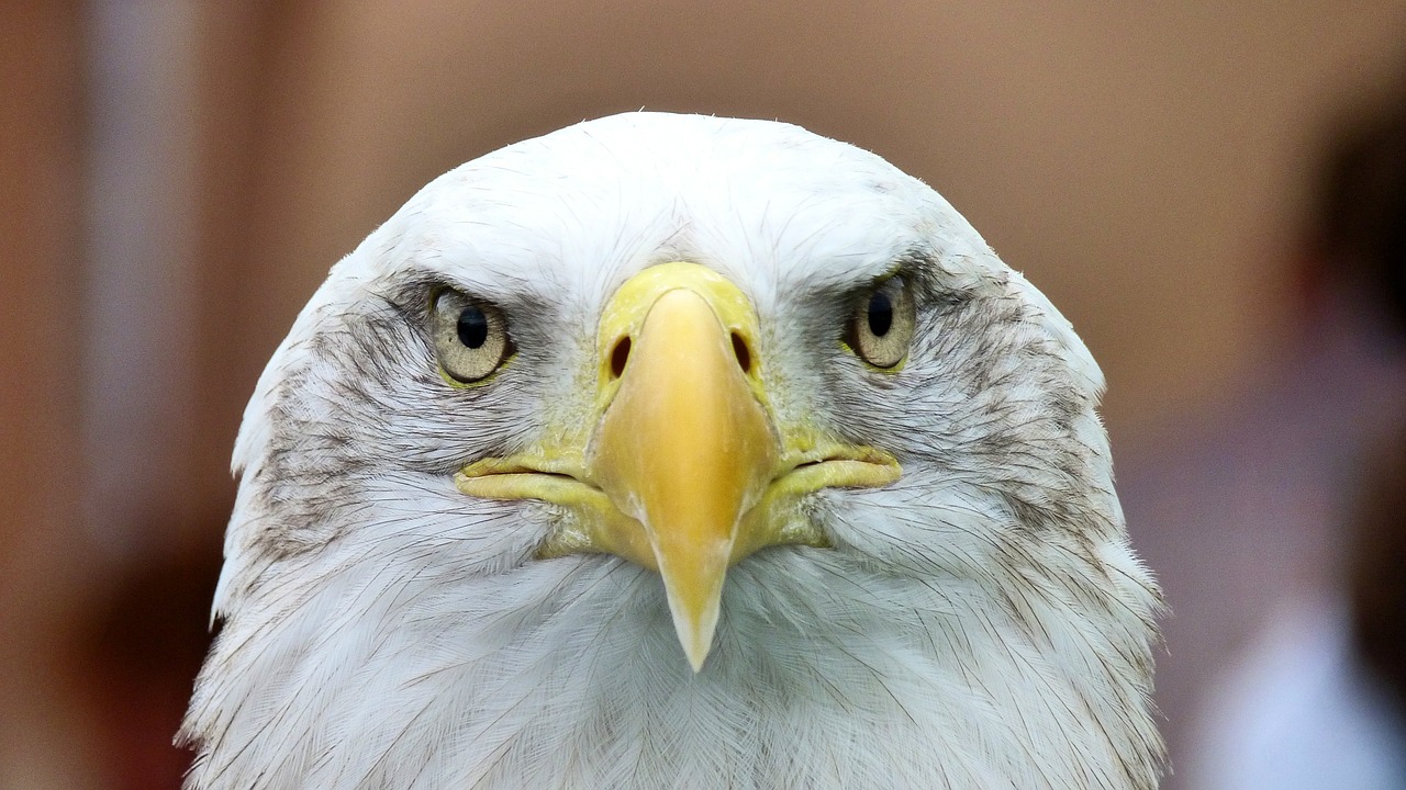 Image - white tailed eagle adler bald eagle