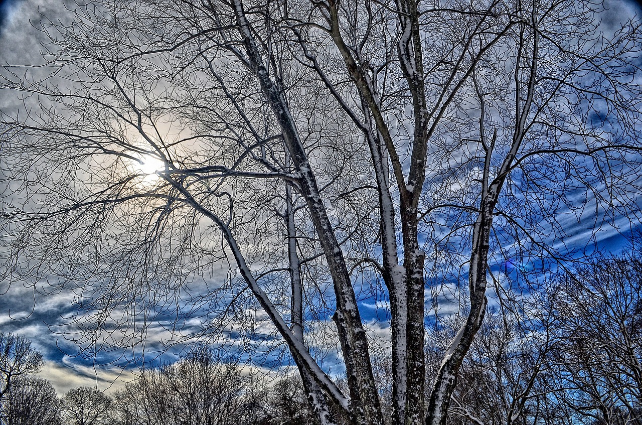 Image - winter tree sky cold snow natural