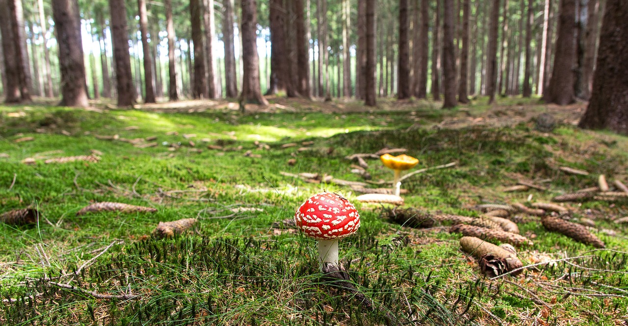 Image - fly agaric mushroom forest forestry