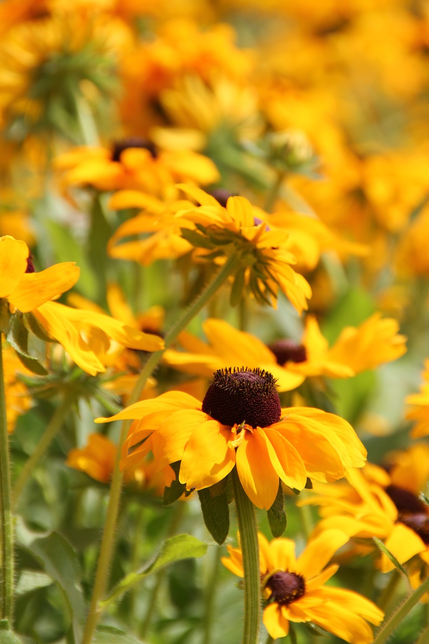 Image - flowers summer meadow nature plant