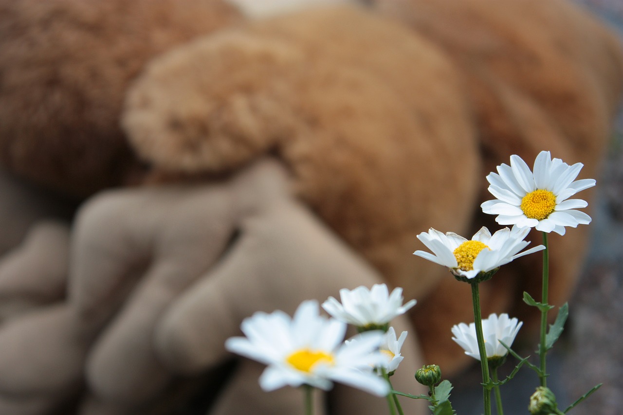 Image - daisy flower white yellow nature