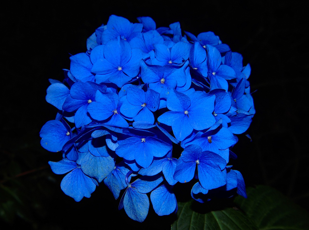 Image - hydrangea blossom bloom flower