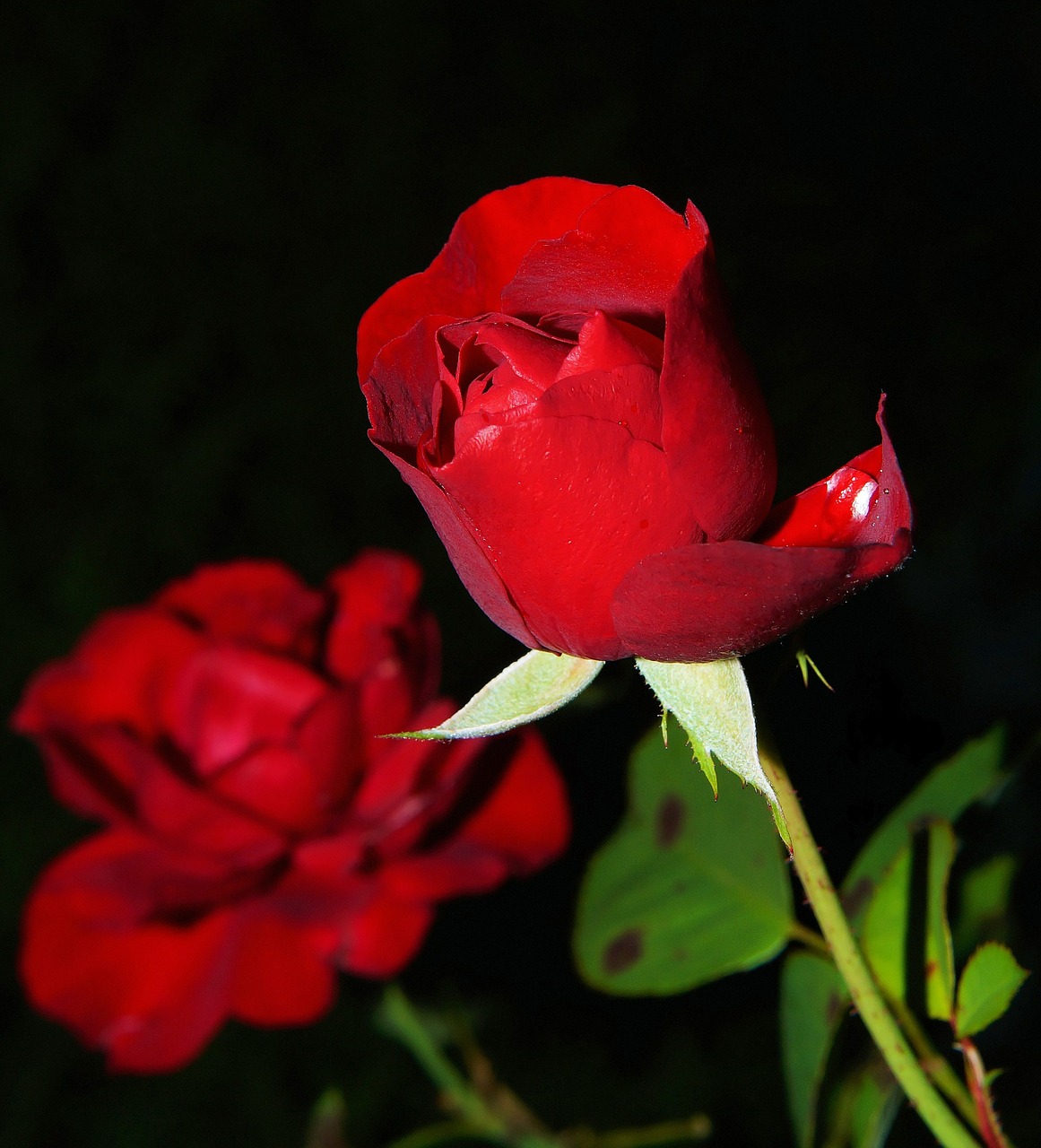 Image - rose red blossom bloom rose bloom