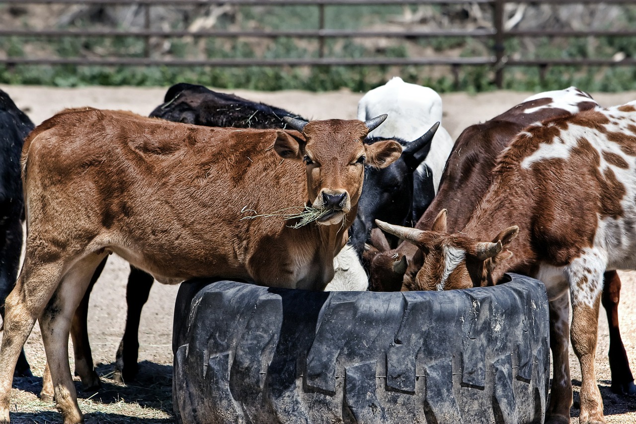 Image - cow cattle farm animal beef rural