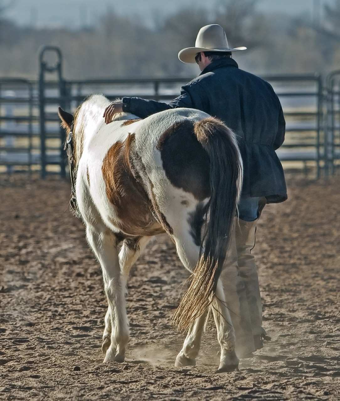 Image - cowboy horse pony western animal