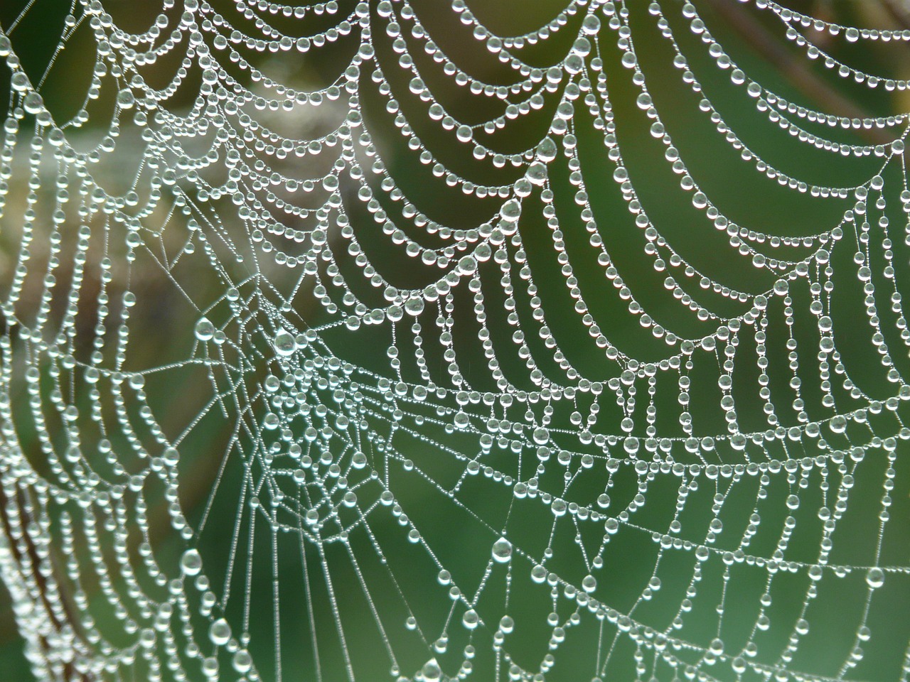 Image - cobweb morgentau dew dewdrop drip