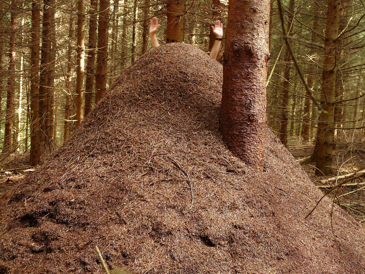 Image - forest ant hill huge hill wood ants