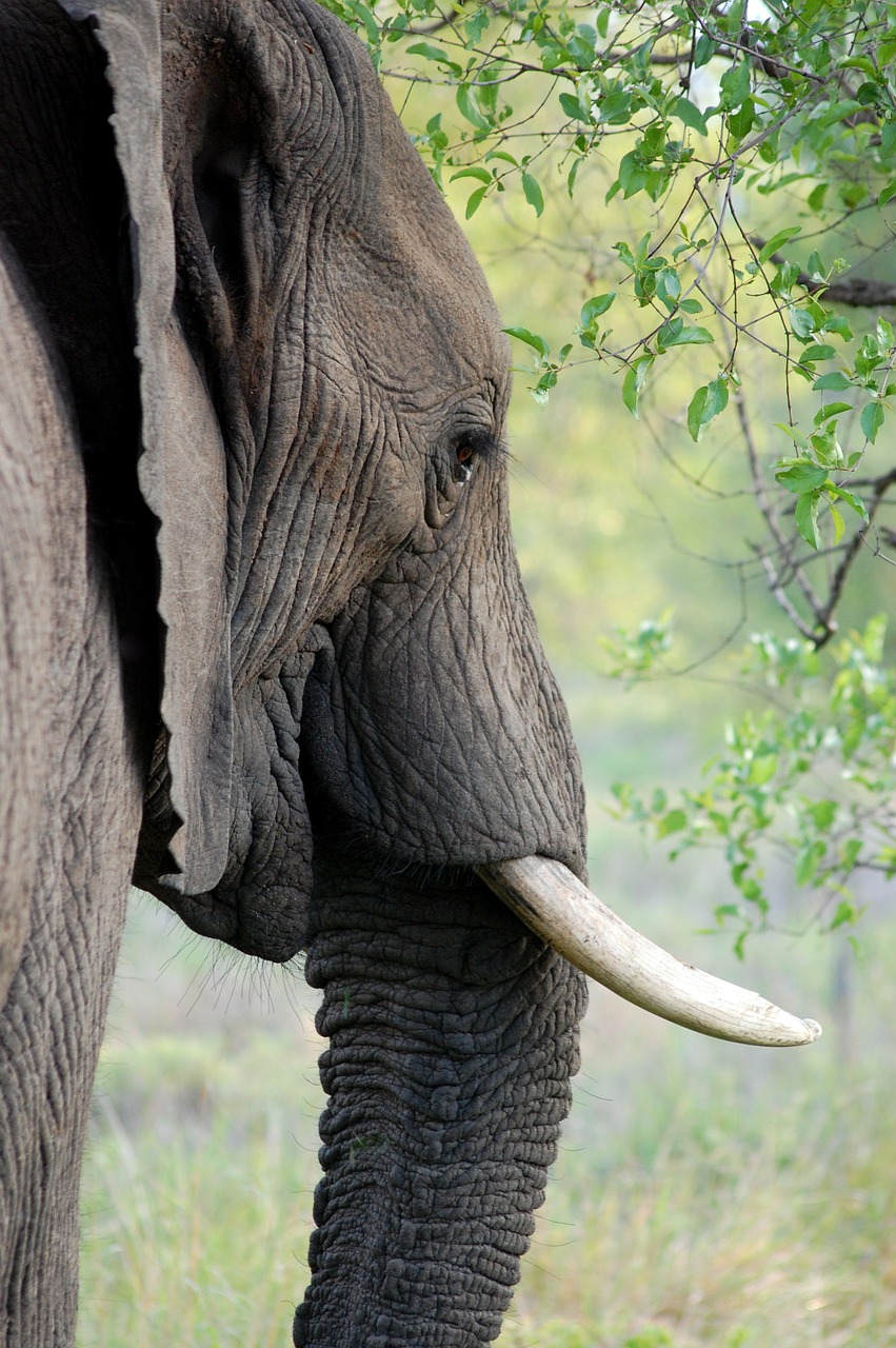 Image - elephant tusk ivory animal trunk