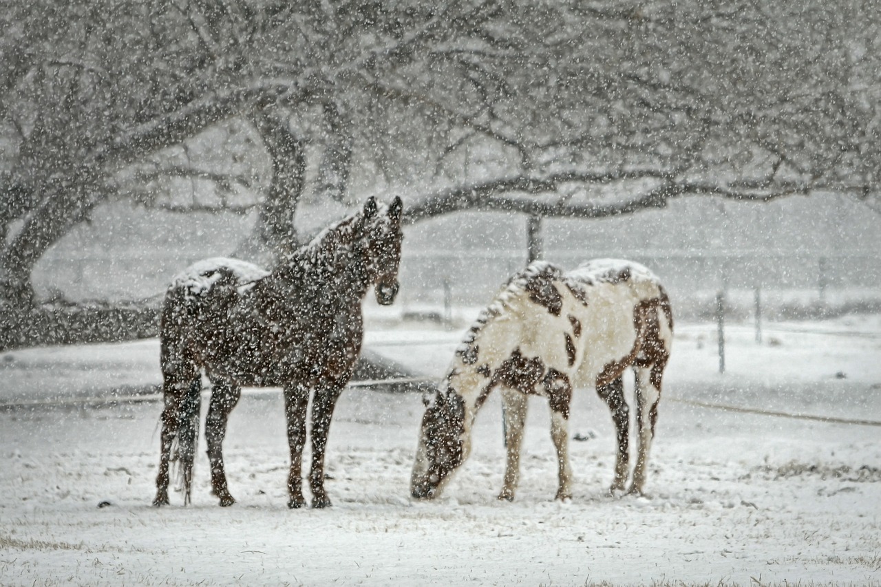 Image - horse equine snow snowfall winter